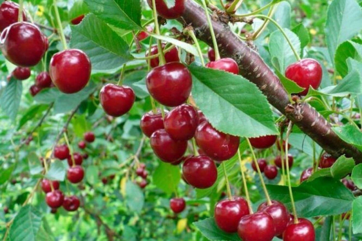 Цветущая вишня садовая сибирская. Цветущая черешня дерево. Вишня это цветковое растение. Подкормки для вишни и черешни весной. Вишня черешня весной.