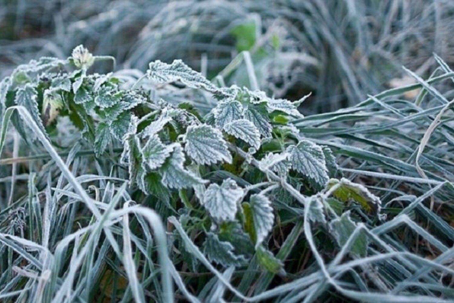 Растения устойчивые к холоду