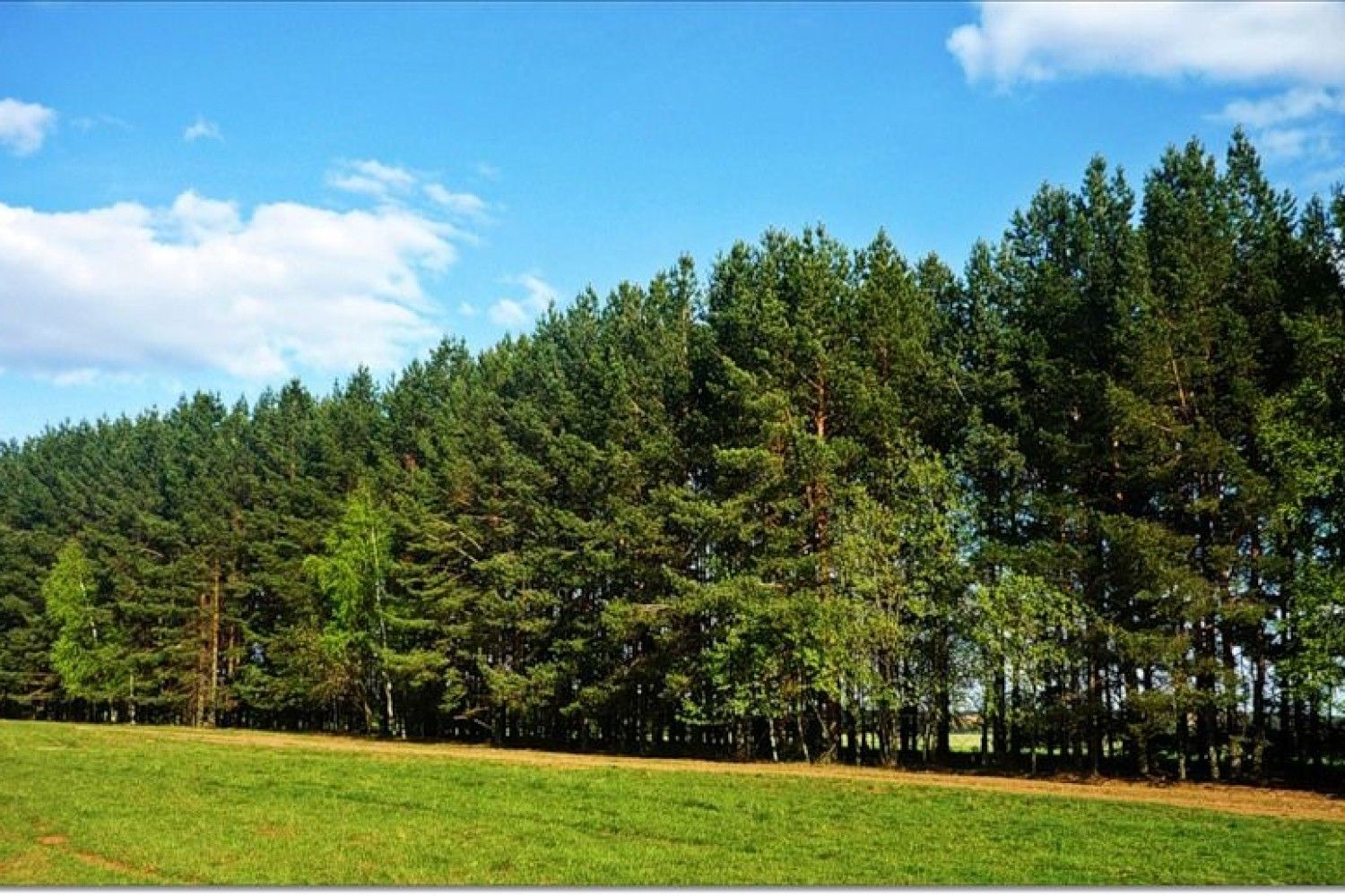 Лесополосы высаживание. Полезащитная Лесная полоса Сосновая. Мелиоративные защитные Лесные насаждения. Хвойная лесополоса. Лесные полосы.