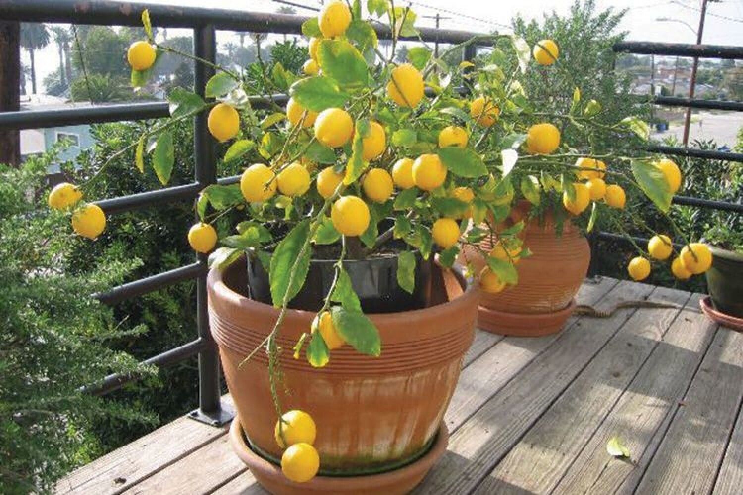 Вырастить лимон в домашних условиях с плодами. Лимон Мейера. Лимон Мейера куст. Лимон дерево. Лимонное дерево Росток.