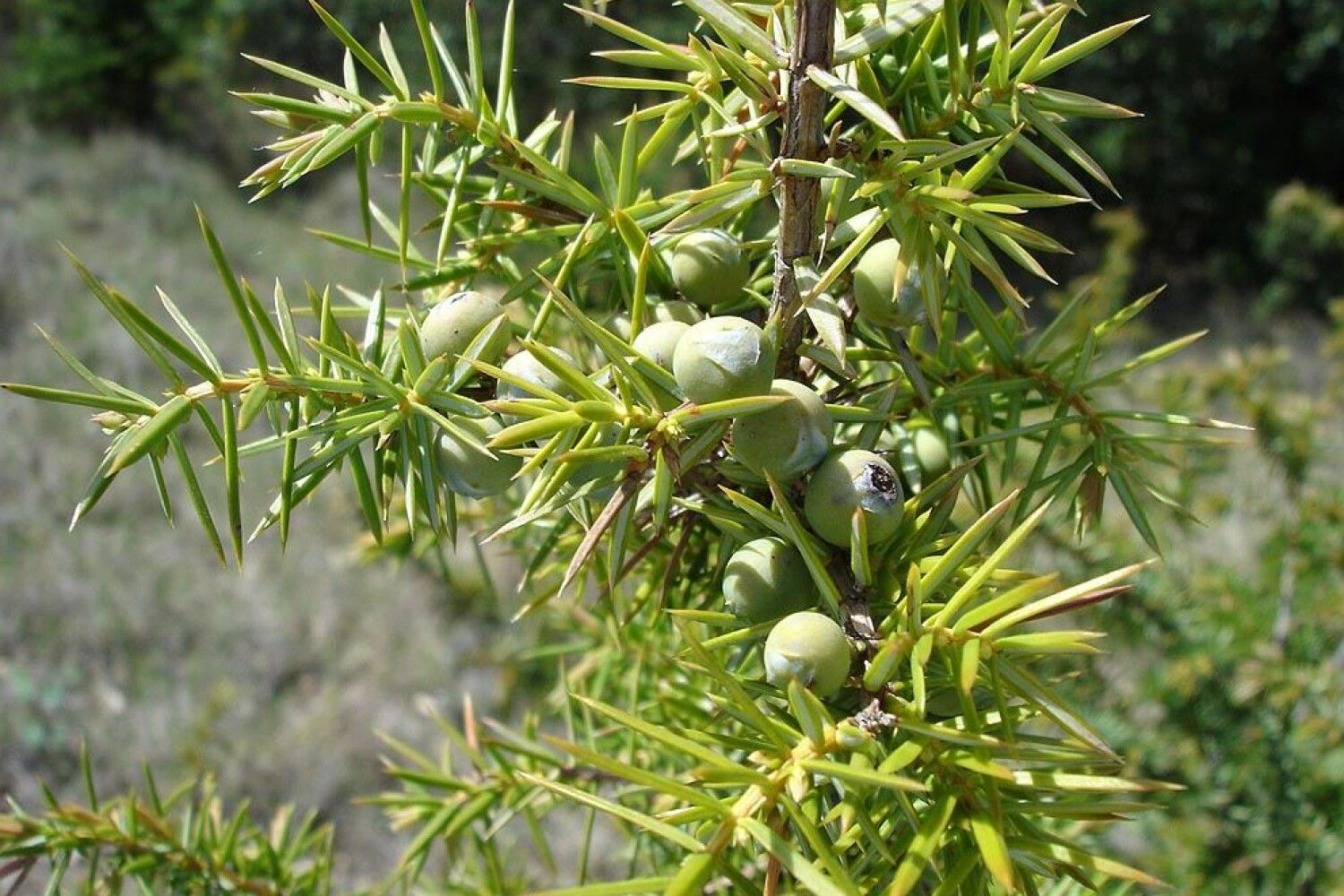 Juniperus communis, Cupressaceae