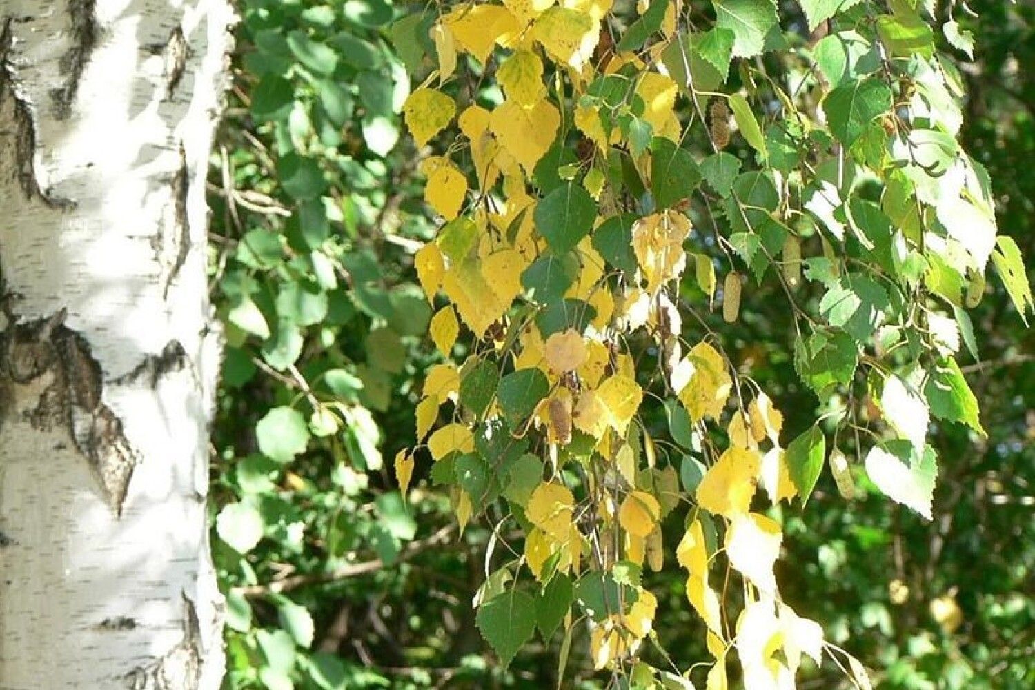 Изменения на березке. Береза повислая осень. Береза Жакмана. Betula middendorffii (береза Миддендорфа). Береза желтая (Betula costata).