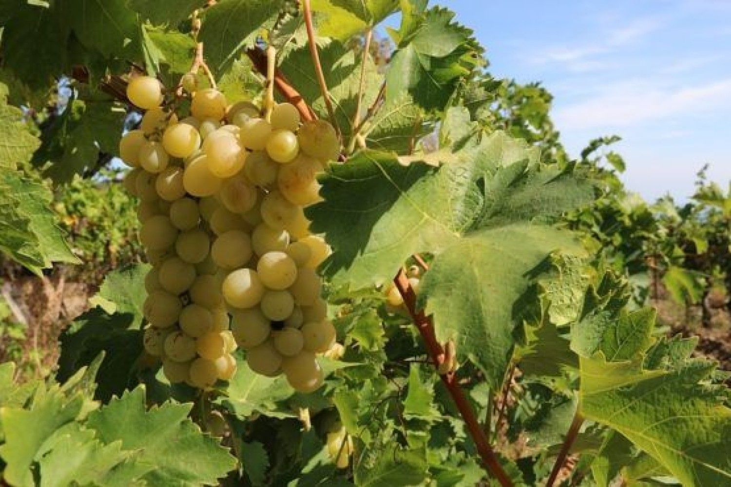 Сорт винограда Мускат Крымский