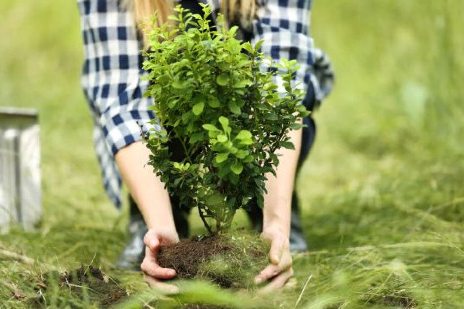 Plant a tree