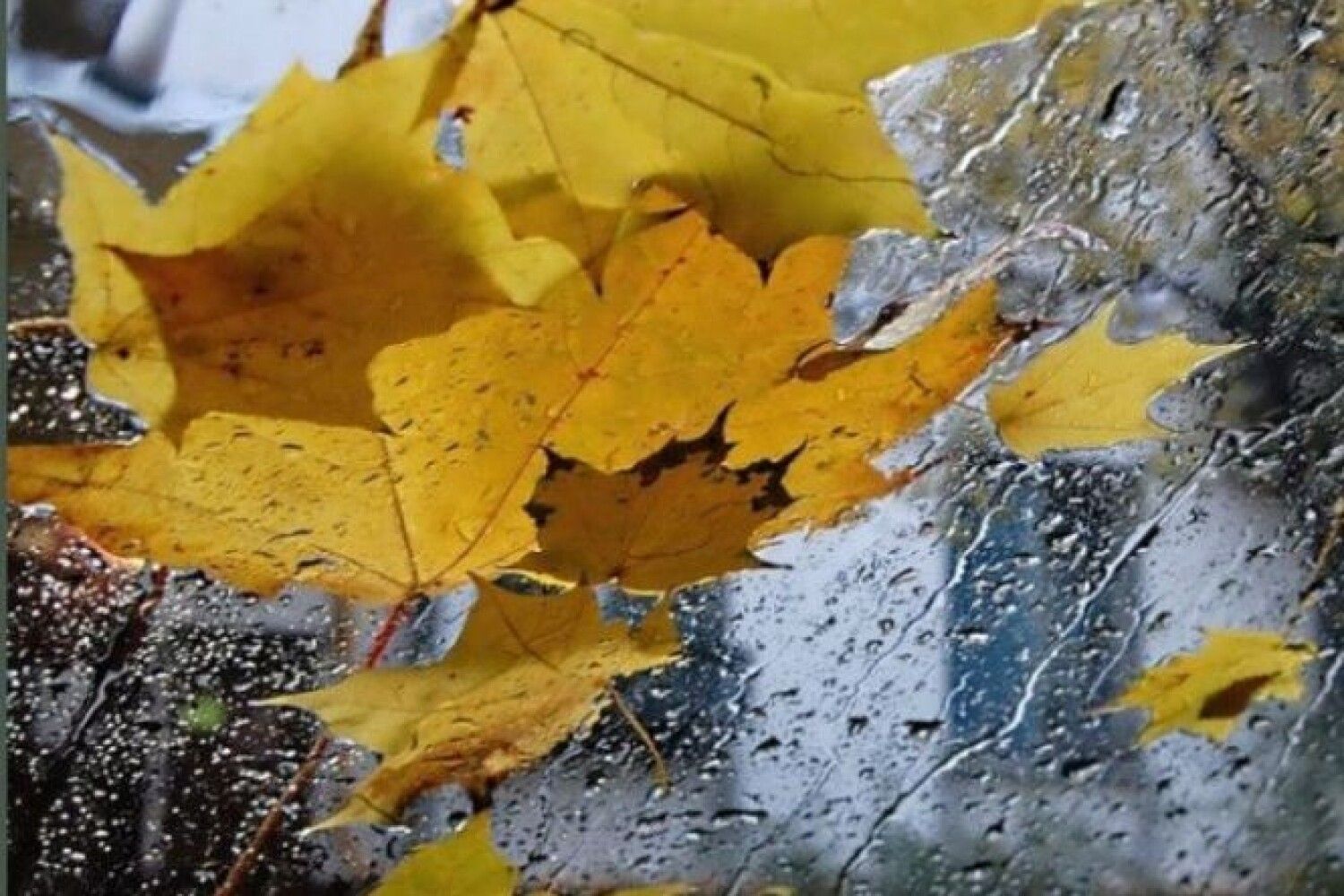 Дождь и желтые листья