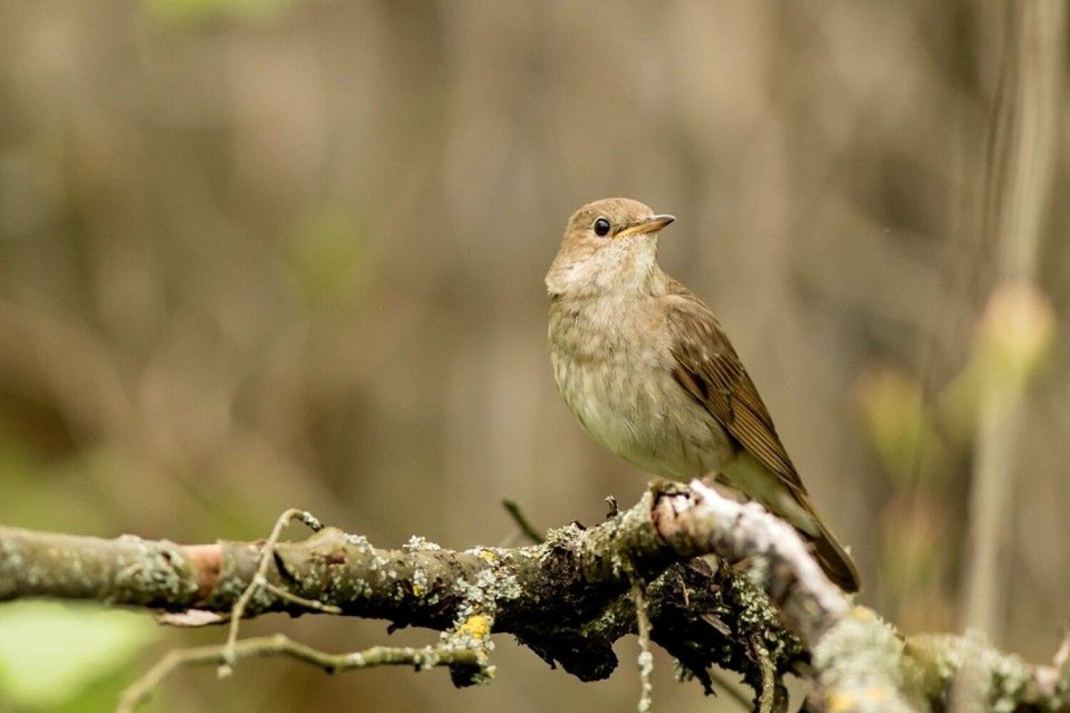 Соловей щебечет песня. Соловейка (Нижегородская область). Соловейко. Nightingale. Не щебечи Соловейко.