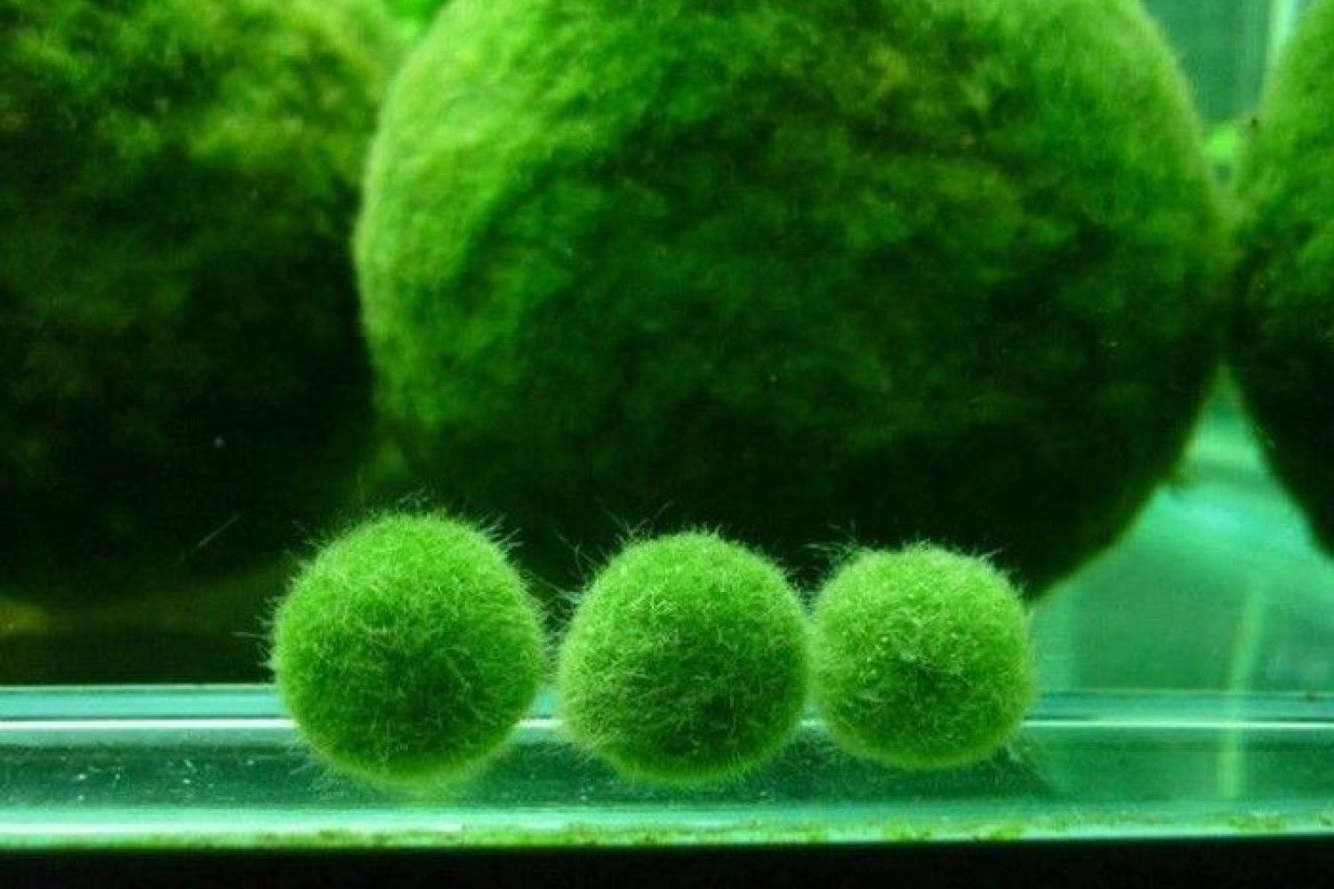 марив и. японский мох маримо. марив и. маримо мосс водоросль. марив и.