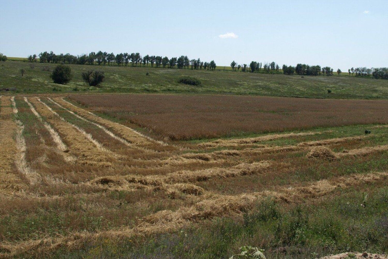 Купить Пай Колхоз Кубань Дружба Кчр