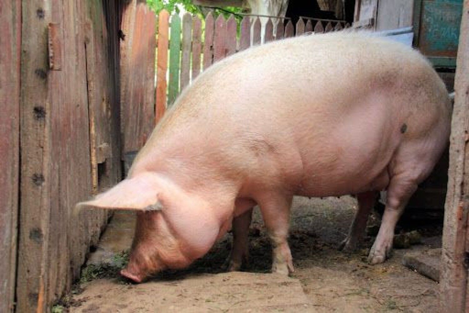 Купить свинину живым весом. Украинская Степная белая свинья. Украинская Степная белая порода свиней. Украинская белая Степная порода свиней Иванов. Крупная белая порода свиней.