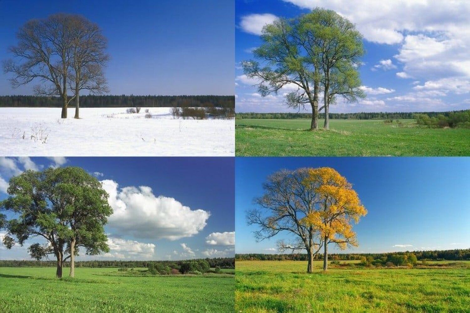 Какая погода в разные времена года