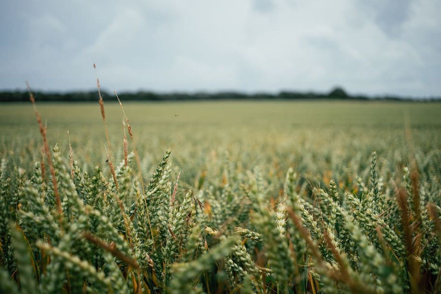 Rye field. Ржаное поле. Ржаное поле фото. Ячмень фон. Бугдай Арпа фон.