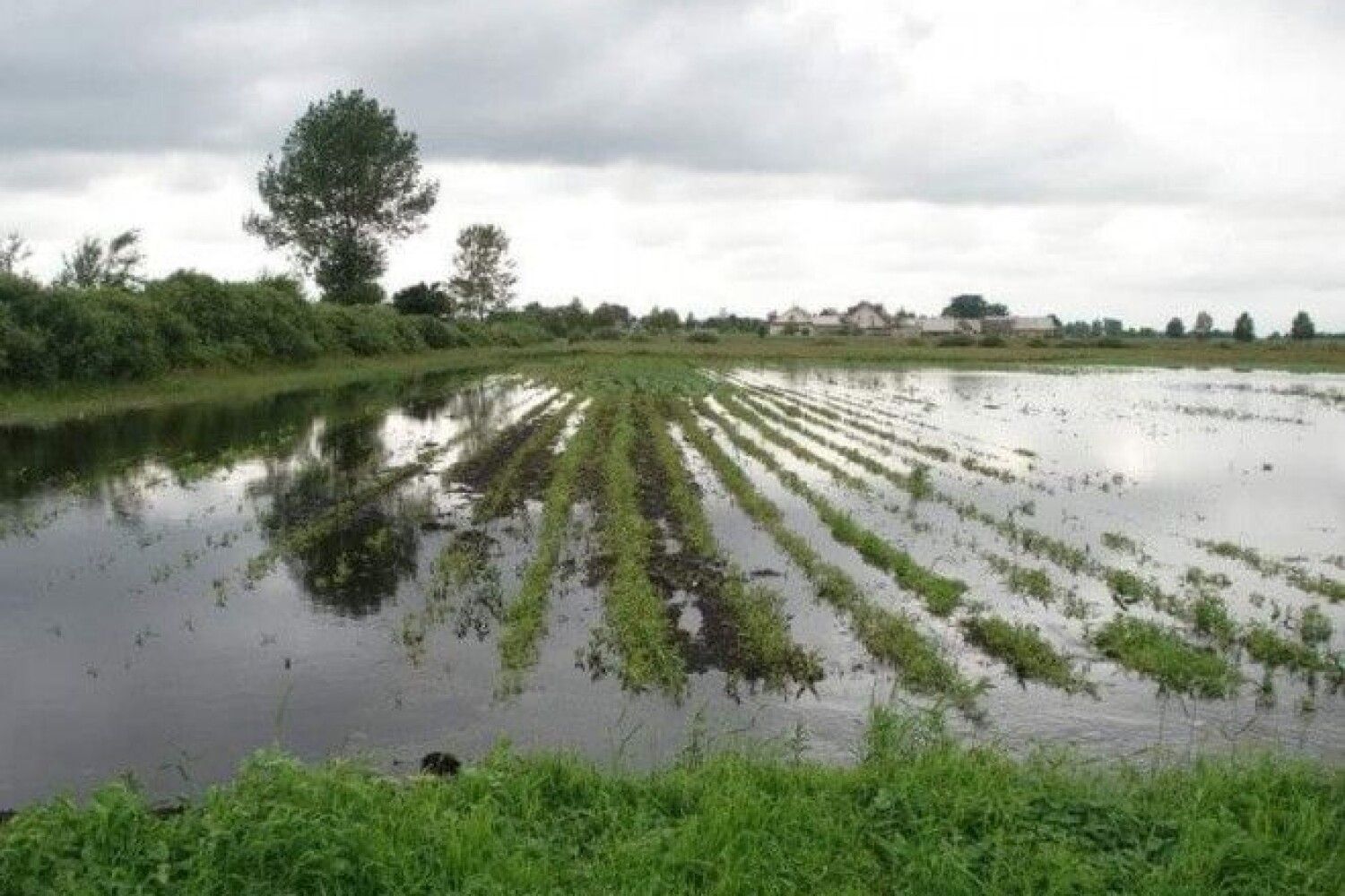 Как залить поле водой. Поливка бетона после заливки. Подбетонка это бетонная подготовка. Заболачивание полей. Полив полей.