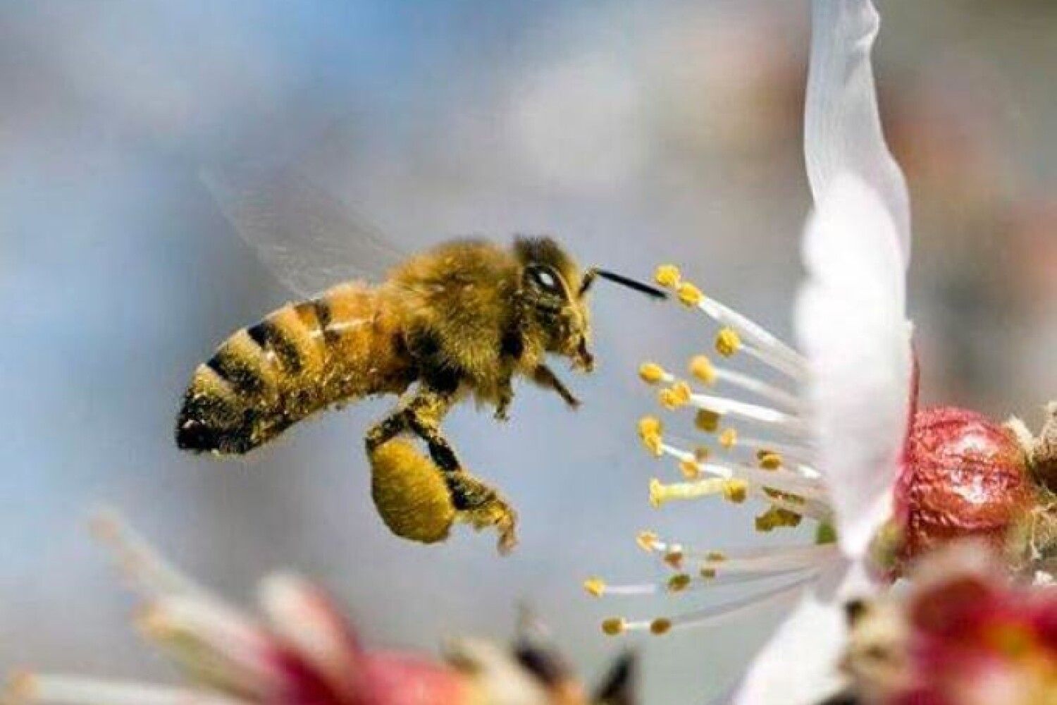 Покажи пыльцу. Бурзянская пчела. Бурзянская бортевая пчела. Пчела медоносная опылитель. Пыльца медоносная пчела.