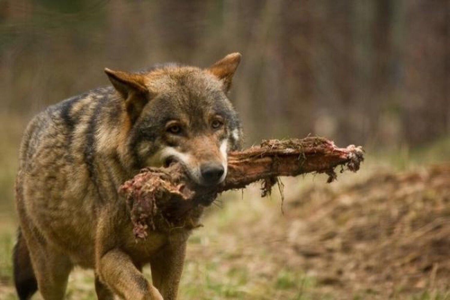 фото мертвого волка
