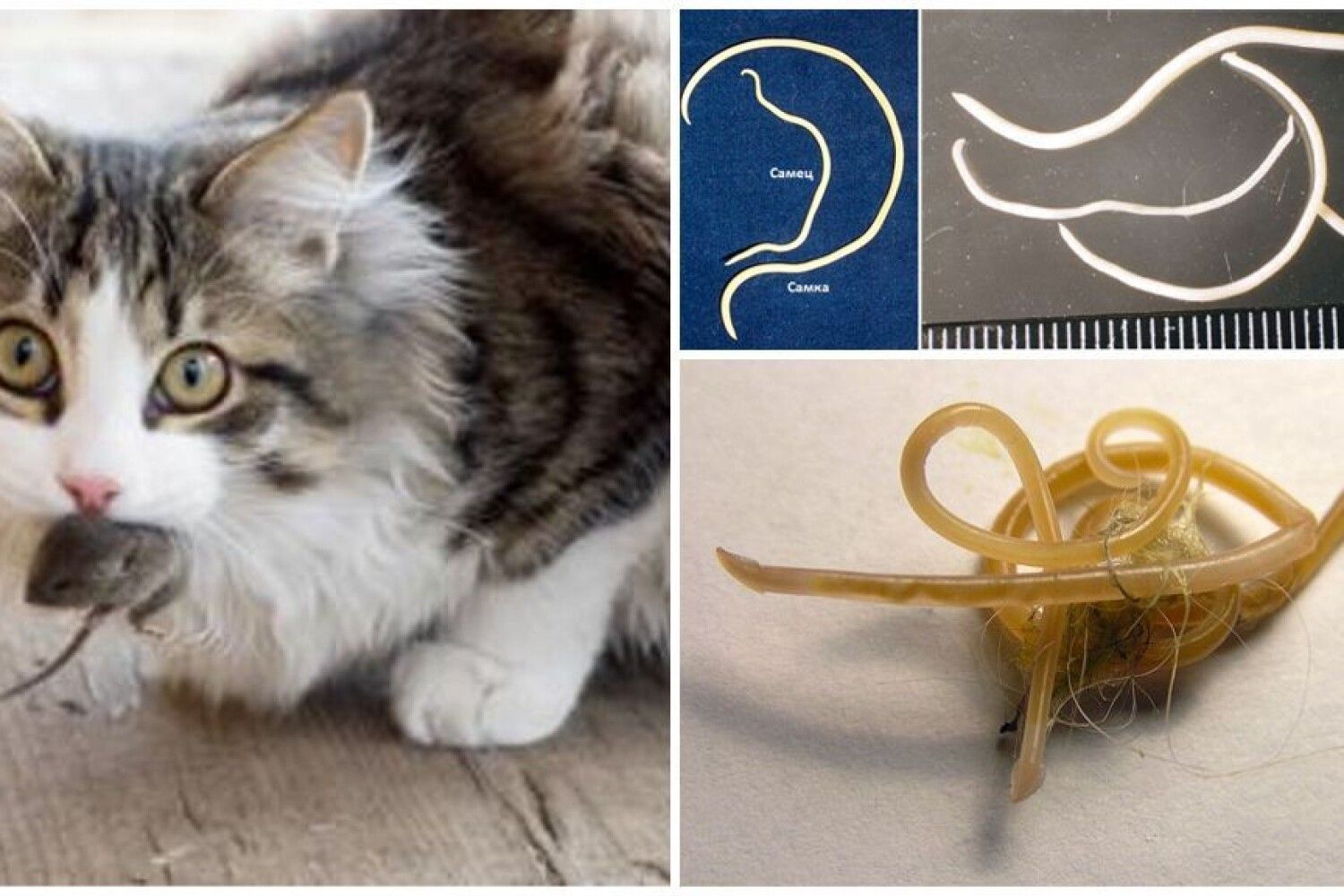 разновидности глистов у кошек название и фото