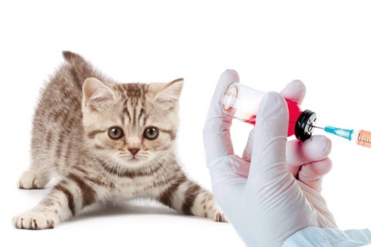Бесплатные прививки для кошек в москве. Вакцинация кошек. Прививка коту. Кошачьи вакцины. Котик со шприцом.