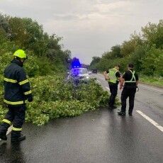 Поблизу обласного центру Волині вітер під час грози повалив дерево на автошлях Луцьк – Львів