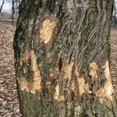 У Горохові на Волині якась наволоч намалювала червоні хрести на деревах (Фото)