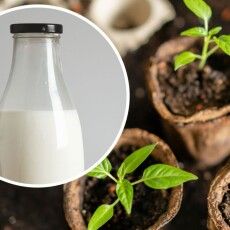 Незвичний спосіб підживлення та захисту рослин: просто полийте молоком