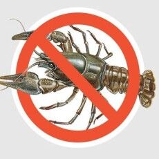 Тепер на Волині один упійманий рак коштує 3 332 гривні