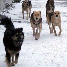 Селище на Волині тероризують зграї домашніх собак