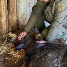 На Волині водій авто збив лосицю: тварині ампутували кінцівки