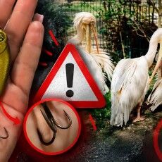 Блешня для пелікана та вейпи для мавп: Луцький зоопарк заявив про небезпечні дії гостей