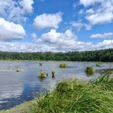 В нацпарку на Волині болотяні черепахи привели потомство