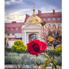 На Волині біля головного собору ПЦУ серед зими розквітли квіти (Фото)