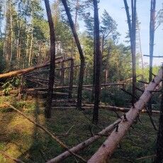 Бурелом потрощив сотні гектарів лісу на Волині та Рівненщині
