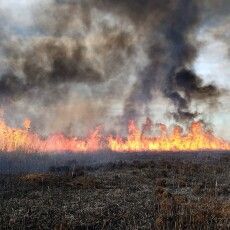 В національному парку на Волині трава на болотах горіла цілу добу 