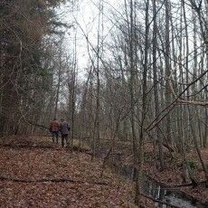 У нацпарку на Волині знайшли «Пальці мерця»