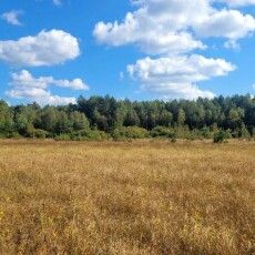 До чого призведе висихання боліт в Шацькому нацпарку