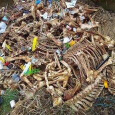 На Волині засудили посадовця за приховування захоронення відходів худоби