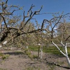 На Волині через квітневі морози постраждали фруктові дерева (Відео)