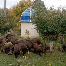 На подвір'я волинянки завітали гості з лісу (Фото)