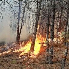 На Волині двоє молодиків підпалили ліс і побили лісничого