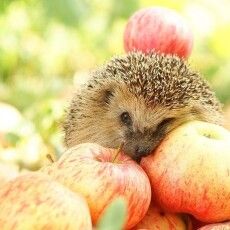 Сьогодні Преображення Господнє. Що не можна робити 