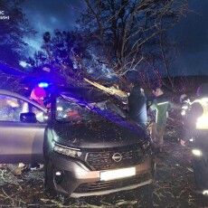 На Волині дерево впало на авто і заблокувало водія