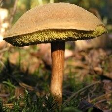 На Волині поліцейські розшукали грибника, якому стало зле в лісі