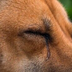 Як на Поліссі покарали чоловіка, який заколов вилами собаку