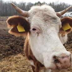 На Волині власників коней, корів і свиней закликають їх зареєструвати