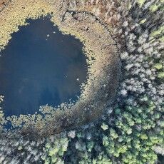 Науковці б’ють на сполох: болота Шацьких озер перетворюються на ліс