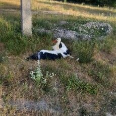 У селі на Волині просять врятувати лелеку