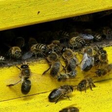 У районі на Волині власникам бджіл радять закрити вулики