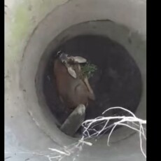 На Волині упіймали браконьєрів і врятували косулю, яка впала у закинутий колодязь