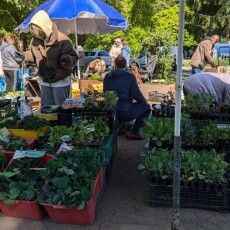 Розсада під загрозою: як продавці і покупці на Волині борються з холодною весною