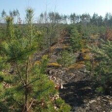 На Волині від знищення врятували 35 гектарів дерев