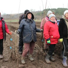 Найбільший на Волині вишневий сад уже вкорінюється на Горохівщині