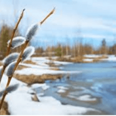 У селі на Волині зафіксували яскравий прихід весни (Відео)